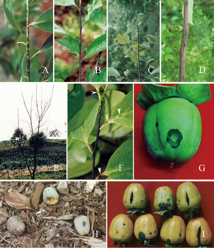 Figure 1. Symptoms of persimmon anthracnose on Diospyros kaki cv. Wuheshi. A-B, disease lesions on newly-formed twigs. A, large numbers of lesions. B, infection of the whole twig. C, dieback. D, twig canker. E, persimmon tree killed by anthracnose fungus. F, lesions (arrowed) on leaf petioles and veins. G, a fruit lesion on a young fruit. H, premature fruit drop. I, lesions on premature fruits. Note that the cracks are produced longitudinally on fruits.