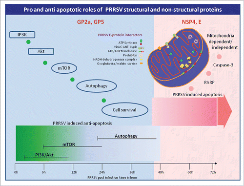 Figure 1. Survival and apoptotic signaling kinetics in PRRSV infection. Pro-survival signaling cascade initiates within the first couple of hours of PRRSV post infection. Activation of IP3K/Akt follows mTOR and autophagy signaling. Literature demonstrates the possible role of GP2a and GP5 in pro-survival signaling. Apoptosis process starts somewhere between 36 h to 48 h post infection activating both mitochondrial dependent and mitochondrial independent pathways. NSP4 and E proteins trigger the apoptotic event. How NSP4 triggers the signaling cascade needs to be investigated, however E protein directly interacts with mitochondrial proteins as pictured above that alters the cellular ATP status and triggers apoptosis.