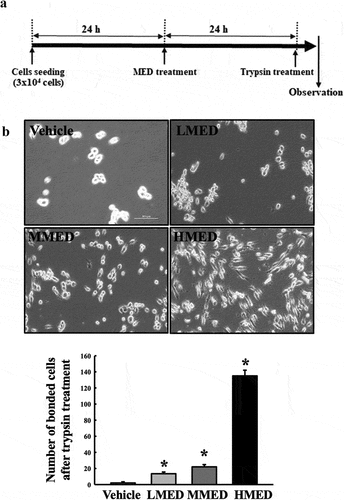 Figure 3. Trypsin-based cell detachment assay of MED-treated NHDF cells. (a) Schedule of trypsin-based cell detachment assay. (b) Image and number of trypsin-treated NHDF cells. Images and numbers of trypsin-treated NHDF cells were observed or counted after treatment of trypsin. Two to three wells per group were used for the detachment assay, and the number of cells was measured in duplicate. Data are reported as the mean ± SD. *, p < 0.05 relative to the Vehicle-treated group. Abbreviations: LMED, Low concentration of MED; MMED, Middle concentration of MED; HMED, High concentration of MED.