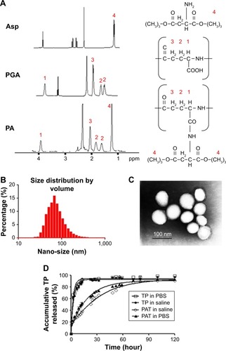 Figure 1 Characterization of PAT. (A) Citation1H NMR spectra of Asp, PGA and PA dissolved in deuterium generation reagent DMSO. The nano-size of PAT was detected by (B) DLS and (C) TEM. (D) The controlled release of TP from PAT. Free TP or PAT was dissolved in dialysis bag and incubated at 37°C under shaking at 60 rpm.Abbreviations: Asp, di-tert-butyl L-aspartate hydrochloride; PGA, poly-γ-glutamic acid; PA, PGA-grafted Asp; TP, triptolide; PBS, phosphate buffer saline; PAT, TP-loaded PGA-grafted Asp; NMR, nuclear magnetic resonance; DMSO, dimethyl sulfoxide; DLS, dynamic light scattering; TEM, transmission electron microscopy.