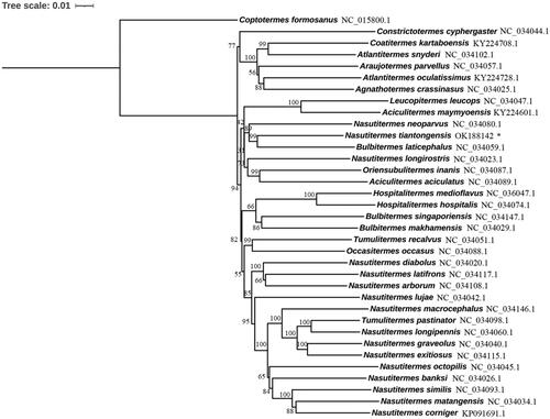Figure 1. The phylogenetic tree constructed using the nucleotide sequences of 13 PCGs. Coptotermes formosanus was set as an outgroup. Leaf names were presented as species names and Genbank accession number. N. tiantongensis was labeled with asterisk (*).