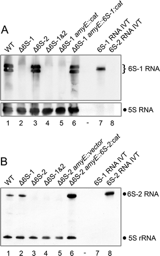 Figure 2. Northern blot analysis of NCIB 3610 6S RNA knockout and complementation strains. Total bacterial RNA from 6S RNA knockout strains and 6S RNA complementation strains was isolated from cells in (A) stationary and (B) exponential growth phase. (A) The Northern blot analysis verifies deletion of the 6S-1 RNA gene in the Δ6S-1 amyE::cat strain and successful reintegration of the 6S-1 RNA gene in the corresponding complementation strain (Δ6S-1 amyE::6S-1:cat). The 6S-1 RNA-specific double band represents the 5ʹ-precursor (201 nt) and mature 6S-1 RNA (190 nt), respectively. 5S rRNA served as a loading control. (B) Corresponding Northern blot analysis for the Δ6S-2 strain. RNAs were separated by 10% denaturing PAGE. For more details, see Materials and Methods. Δ6S-1&2, double knockout of both 6S RNA genes; IVT, in vitro T7 transcripts of 6S-1 or 6S-2 RNA. The shown blots represent one of two independent experiments that gave very similar results