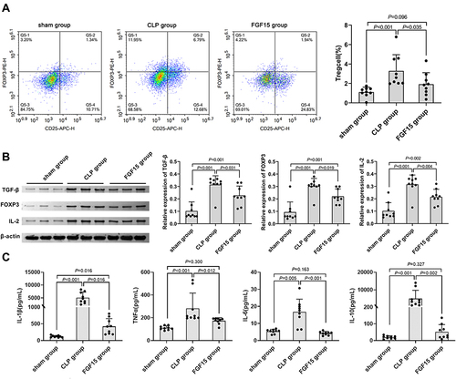 Figure 2 FGF15 treatment mitigates hepatic Treg responses and reduces the levels of serum cytokines in septic mice at 3 days post CLP. (A) Flow cytometric analysis of the frequency of hepatic CD4+CD25+FOXP3+ Tregs in total CD4+ T cells in different groups of mice. (B) Western blot analysis of the relative levels of IL-2, FOXP3 and TGF-β expression in the liver of mice. (C) ELISA analysis of the levels of serum cytokines in different groups of mice. Data are representative images or expressed as the mean ± SD of each group (n=9 per group) from three separate experiments.