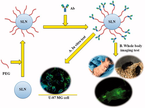 A schematic review of PEGylation, antibody conjugation, evaluation of in vitro cellular uptake, and in vivo brain uptake of antibody-targeted SLNs. The image provides the confocal microscopy image of the cellular uptake of targeted SLNs by U-87 MG (A) and the in vivo image of targeted SLN brain uptakes (B).