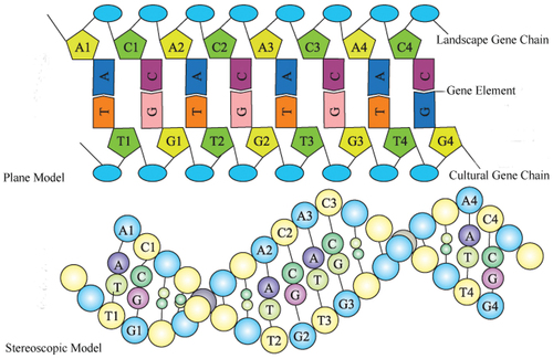 Figure 1. “Culture-landscape genes double-chain” research model (revised based on Xiaojun Yang in 2019 (Yang Citation2019)).