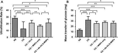 Figure 5 Ab-Vit.D-MNPs have the same therapeutic effect as vitamin D3 in ameliorating peritoneal functional deterioration in a peritoneal dialysis (PD) mouse model. (A) The ultrafiltration rate in the chlorhexidine gluconate (CG)-exposed group was significantly lower than that in the saline group; vitamin D3 corrected the CG-induced ultrafiltration decrease. The same therapeutic effect was observed in the Ab-Vit.D-MNP group. (B) The glucose mass transport also indicated that Ab-Vit.D-MNPs ameliorated the CG-induced increase in peritoneal permeability in the same way as vitamin D. (Data are represented as the mean ± SD, n ≥ 3; *P < 0.05, **P < 0.01, ***P < 0.001).