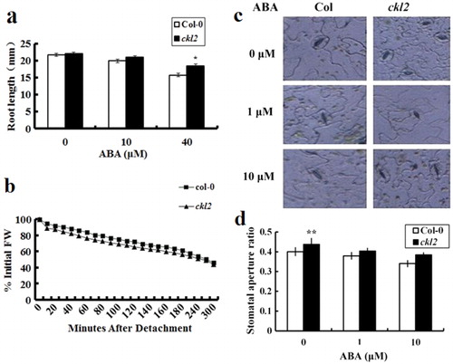 Figure 3. Phenotypic analysis of ckl2 and Col-0. (a) ABA effect on root length. Five-day-old seedlings of ckl2 and Col-0 were transferred to the vertical plate supplemented with 0, 10, and 40 µM ABA, and the root length of each genotype was measured after 12 days. Values are means±SD of three independent experiments. (b) Water loss assay of detached rosette leaves of 4-week-old plants. The fresh weight (FW) was measured at the indicated time points. Data represent the mean of three independent experiments. (c, d) ABA-induced stomatal closure. A 100 stomatal apertures were measured (width/length) in each test. The concentrations of ABA are indicated in the figure. Data represent the mean of three independent experiments. Asterisks indicate significant differences from wild-type plants by t test: *P<0.05, **P<0.01.