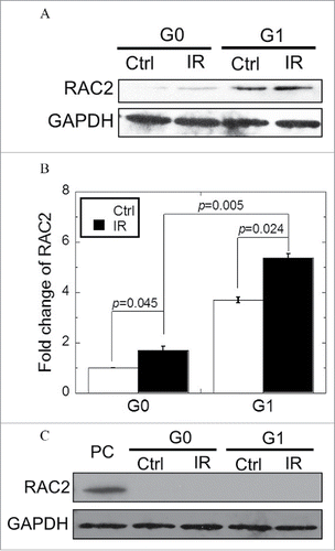 Figure 1. Expression of RAC2 in G0 and G1 cells. (A) The expression of RAC2 was measured by western blotting. (B) Grayscale analysis of RAC2 in G0 and G1 cells. (C) RNAi was used to silence RAC2 expression and western blotting was used to check the inhibition efficiency of shRNA. PC: positive control. Error bars denote mean ± SE derived from 3 independent experiments.