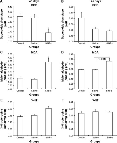 Figure 6 The effects of SiNPs on the oxidative stress in testis of mice.Notes: (A, C, and E) SiNPs increased the level of SOD, MDA and 3-NT on the 45th day after the first dose. (B, D, and F) The level of SOD and 3-NT showed no significant difference between the SiNPs group and the saline control group on the 75th day after the first dose. The level of MDA in the SiNP group was higher than that in the saline control group on the 75th day after the first dose (P=0.048). Data are expressed as the mean ± standard error from three independent experiments. *P<0.05 vs the saline control group. Saline group represents the saline control group. The data indicated that SiNPs could increase the level of oxidative stress.Abbreviations: SOD, superoxide dismutase; MDA, malondialdehyde; 3-NT, 3-nitrotyrosine; SiNPs, silica nanoparticles; prot, protein.