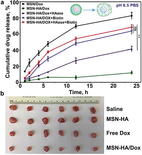 Figure 9. Doxorubicin (Dox) release from mesoporous silica nanoparticles functionalized with biotin-modified hyaluronic acid (MSN-HA) and antitumor effect of the formulation. (A) The biotin-and hyaluronidase-responsive release profiles of doxorubicin (Dox) under pH 6.5. The biotin- and HAase-responsive release profiles of doxorubicin (Dox) were evaluated. Drug release under pH 6.5 was conducted to mimic the condition of tumor microenvironment. Under different stimulus condition, biotin (2 mmol/L), HAase (150 U/mL), or both were added to MSN-HA/Dox solution; as a control, MSN-Dox was employed. At specified time points (1, 2, 4, 6, 12, and 24 hours), cumulative drug release was measured and compared. **P < 0.01. (B) Representative tumor images obtained from tumor-bearing mice treated for 18 days with saline (control), empty MSN-HA, free nonbound Dox, or MSN-HA/Dox. Modified with permission [Citation139]