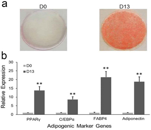 Figure 1. Adipogenesis of 3T3-L1 in vitro.(a) Oil red O staining. After inducing differentiation of 3T3-L1 preadipocytes, cells were stained with Oil Red O at D0 and D13, respectively. (b) Relative expression level of adipogenic marker genes were detected at D0 and D13 by qRT-PCR. (**p < 0.01. β-actin mRNA was used as control).