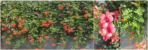 Figure 1. Field photos of Campsis radicans. The author Liqiang Wang shot the photo at the position of 35o 15' 9.27" N, 115o 29' 44.44" E. Main identifying traits: 9 ∼ 11 leaflets, calyx five isolobes, shallow in the division, lobed to about one-third. The corolla is slender funnel-shaped, with distinct brownish-red longitudinal stripes inside, and the tube is three times the size of the calyx.