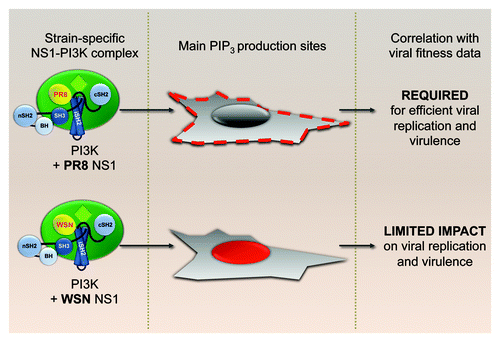 Figure 3. Strain-specific localization of PI3K activation. Viral strain specificity of PtdIns(3,4,5)P3 generation patterns by NS1-activated p110α-p85β complexes and their correlation with virus performance profiles in vitro and in vivo.