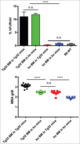 Figure 1. Confirmation of BM reconstitution. A: FACS analysis of hFcRn expression by blood CD11b+ monocytes. % hFcRnhi cells detected by anti-hFcRn mAb ADM32 is shown. B: Endogenous serum albumin levels of mice cohorts 1–4 determined 12 wks after reconstitution. Errors bars indicate SEM of 16–18 mice per group. n.s., not significant; ****, p≤ 0.0001 by Tukey's multicomparison ANOVA.