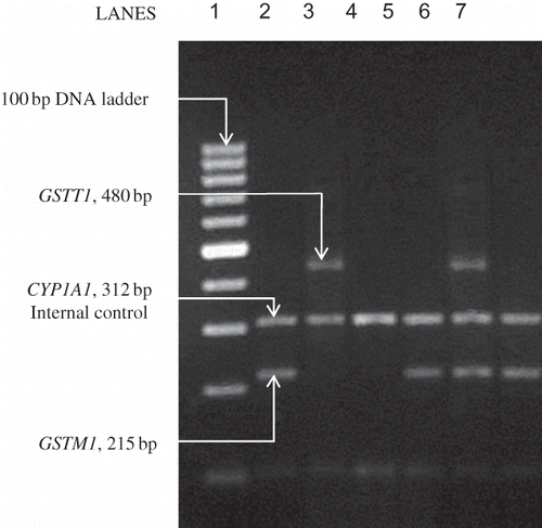 Figure 1. Results of representative PCR analysis of GSTM1 and GSTT1 genes.Lane 1, 100 bp DNA ladder; lanes 2, 5, and 7, GSTM1+/GSTT1−; lane 3, GSTM1−/GSTT1+; lane 4 GSTM1−/GSTT1−; lane 6, GSTM1+/GSTT1+. The 312 bp fragment is the product of CYP1A1 gene internal control, seen in lanes 2–7.