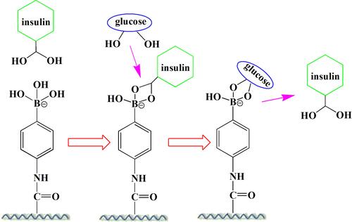 Figure 2 Schematic of release mechanism for glycosylated insulin from PBA-based systems upon glucose addition.