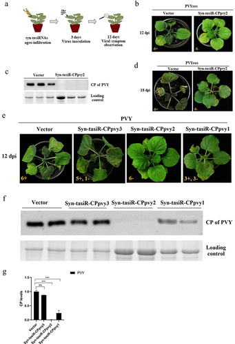 Figure 2. The antiviral effect of Syn-tasiR-CPpvy on PVY infection. (a) The procedure of syn-tasiRnas agroinfiltration for the antiviral test in N. benthamiana; (b) the symptoms of PVY in N. benthamiana (at 12 dpi) expressing Syn-tasiR-CPpvy2; (c) Western blotting-detected viral accumulation of PVY in plants infiltrated with syn-tasiR-CPpvy2. The protein band of Rubisco was used as a loading control. (d) The symptoms of PVY in N. benthamiana (at 18 dpi) expressing Syn-tasiR-CPpvy2; (e) the symptoms of PVY in N. benthamiana (at 12 dpi) expressing Syn-tasiR-CPpvy1, Syn-tasiR-CPpvy2, and Syn-tasiR-CPpvy3; (f) Western blotting-detect viral accumulation of PVY in plants infiltrated with syn-tasiR-CPpvy1, syn-tasiR-CPpvy2, and syn-tasiR-CPpvy3. The protein band of Rubisco was used as a loading control. The number in each photo represents the number of tested plants. The “+” sign represents that the plant shows typical symptoms of viral infection; the “–” sign represents that the plant shows no symptoms of viral infection. (g) The CP signal was quantified using Quantity One. The statistical analysis and P-values analyzed by ANOVA.