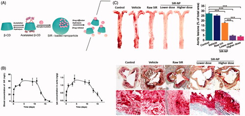 Figure 6. Design of sustained sirolimus delivery nanomedicines based on acetalated β-CD (A), sirolimus concentrations in the blood and the aorta of C57BL/6 mice (n = 4, mean ± SEM), after subcutaneous administration of sirolimus nanoparticles at 3 mg/kg of drug (B). Therapy with sirolimus nanoparticle significantly reduced atherosclerosis in ApoE−/−mice (C). (C) Representative photographs of total aortas from each group and quantitative results subjected to various treatments. Reprinted with minor modification from Dou et al. [Citation97]. Copyright (2016), with permission from Elsevier.