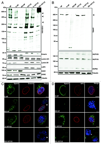 Figure 3. Knock down of Nesprin-1 elicits alterations that are observed in cancer cell lines. (A, B) Immunoblot analysis of Nesprin-1 Giant knock down HF and CH310T1/2 cells. Detection was with mAb K43–322–2 and pAb SpecII. Tubulin served as control. Emerin, Lamin A/C, Lamin B1, LAP2, SUN1, and SUN2 specific antibodies were used for analysis. Human and murine Emerin differ in their primary sequence explaining the observed difference in molecular weight. The blot in A was reprobed with SpecII antibodies and mAb414 to detect NPC proteins (B). (C, D) Effect of Nesprin-1 knock down on NE components. Cells were stained for Nesprin-1 with pAb SpecII (green), Emerin (red), mAb NPC (red), and DAPI (blue). Arrow heads indicate the NE phenotypes described. Scale bars, 10 µm. (E) SUN1 (red) staining in C-HF, KD-HF, C-CH310T1/2, KD-CH310T1/2 cells. Nesprin-1 was detected with mAb K58–398–2 (green). Nuclei are stained by DAPI (blue). (F) Centrosome position in C-HF, KD-HF, C-CH310T1/2, and KD-CH310T1/2 cells. Centrosomes were visualized with a γ-tubulin antibody (red), Nesprin-1 with SpecII (green). The nucleus was stained with DAPI (blue). Scale bars, 10 µm. (G) Statistical evaluation of the centrosome-nucleus distance. 100 cells for each cell line were evaluated (*P < 0.0001). (H) Statistical analysis of the percentage of cells with > 2 centrosomes was calculated from three independent experiments (100 cells were counted per experiment, *P < 0.05, **P < 0.0001).