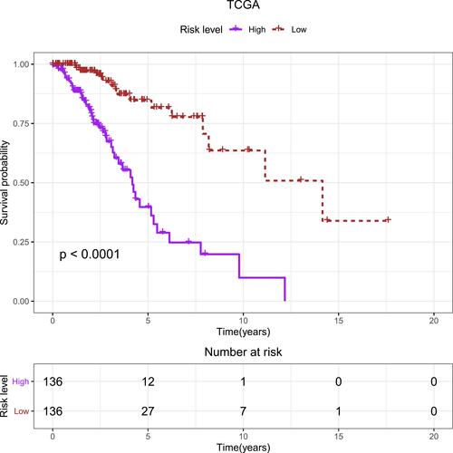 Figure 2 Kaplan–Meier curves of the five-gene signature for high- (n = 136) and low-risk (n = 136) patients with lower-grade gliomas in TCGA database.