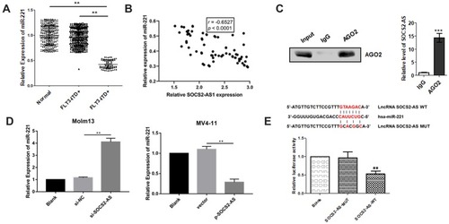 Figure 5 The interaction between SOCS2-AS and miR-221 in FLT3-ITD+ patients and cell lines (Molm-13 and MV4-11). (A) The relative expression of miR-221 was determined by RT-PCR in FLT3-ITD+ (n=71) and FLT3-ITD- (n=287) patients compared to healthy controls (n=330) (normal). (B) Pearson correlation analysis was applied to examine the correlation between miR-221 and SOCS2-AS in FLT3-ITD+ (n=71) patients. (C) Immunoprecipitation using anti-AGO2 antibody or IgG followed by Western blot analysis using a mouse monoclonal anti-AGO2. Co-IP with rabbit anti-AGO2 antibody or preimmunized IgG from extracts of Molm-13 cells. The level of SOCS2-AS in immunoprecipitants was analyzed by RT-PCR. (D) The relative expression of miR-221 in Molm-13 and MV4-11 cells were determined by RT-PCR. (E) Luciferase reporter assay determined the interaction SOCS2-AS and miR-221. The error bars represent the mean ± SD of three independent experiments. **P<0.01, ***P<0.001.