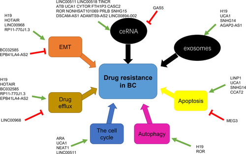 Figure 2 lncRNA-mediated mechanisms involved in the regulation of drug resistance in breast cancer. The black round frames represent ways of action and the colorful square frames represent cellular or molecular targets. The green arrows indicate promoting effect and the red “T” symbols indicate inhibiting effect.Abbreviations: BC, breast cancer; ceRNA, competing endogenous RNAs; EMT, epithelial–mesenchymal transition.