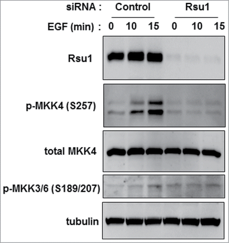 Figure 1. siRNA-mediated depletion of Rsu1 blocks activation of MKK4 in MCF10A cells. MCF10A cells transfected with a Rsu1 specific or a negative control siRNA were stimulated with EGF (10ng/ml) at 96 hours post transfection and lysates were harvested and examined by western blotting as described previously.Citation35 Antibodies for the expression of proteins include: phospho-MKK4 Ser257 (Cell Signaling Technology #4514), MKK4 (Santa Cruz Biotechnology #166168), phospho-MKK3 Ser189/MKK6 Ser207 (Cell Signaling Technology #9231) Tubulin (Santa Cruz Biotechnology #8035) was used as loading control.