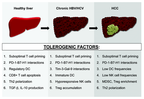 Figure 1. Evolving liver immunobiology during HCC development. Numerous tolerogenic factors, many of which are listed here, support immunoregulation in both the steady-state and diseased (chronically-infected or tumor-bearing) liver. These immunosuppressive mechanisms likely accumulate during HBV/HCV-mediated hepatocarcinogenesis and coexist in patients with advanced HCC lesions. See text for all associated references.