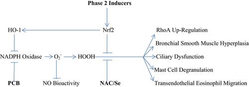 Figure 2 The multiple roles of NADPH oxidase-driven oxidative stress in the pathogenesis of asthma. Nutraceuticals with potential for intervening in this process are highlighted in bold.