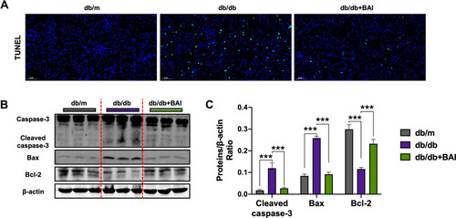 Figure 3 BAI administration suppresses cell apoptosis in DN. (A) Representative kidney TUNEL staining of different groups. Scale bar, 50 μm. (n=6) (B) Representative Western blots for caspase-3, cleaved caspase-3, Bax and Bcl-2 protein expressions in kidney tissue extracts. (n=6) (C) The quantification of cleaved caspase-3, Bax and Bcl-2 protein Western blots. All data are presented as means ± SD. ***p < 0.001.