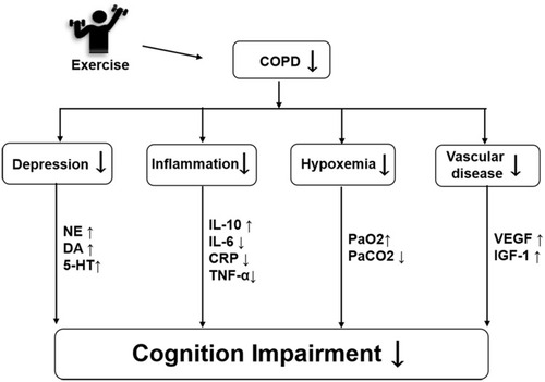 Figure 1 The possible mechanism of exercise improving cognitive impairment in the elderly with COPD.