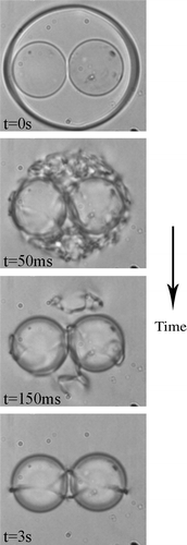 Figure 13. Formation of the ‘figure of 8’ defect line, which is a single closed defect loop encircling both colloidal particles.