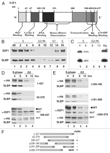 Figure 2 Definition of a region required for E2F1 degradation at the end of S phase. (A) A schematic of the domains of the E2F1 protein is shown. (B and C) HeLa cells were synchronized by double-thymidine block and released into S phase. At the indicated times, lysates were prepared and analyzed for SLBP and E2F1 levels by western blotting. In (C) MG132 was added 4 hrs after release into S phase and lysates prepared 6 hrs later (lane 5). (D and E) HeLa cells stably expressing the E2F1 constructs tagged with HA (shown in F) on the amino terminus were synchronized by double-thymidine block; lysates prepared and analyzed by western blotting for the HA-tagged protein,SLBP and where the tagged protein was resolved from the wild-type protein, for endogenous E2F1. In (D), the top part is full-length E2F1, the middle part deletion of amino acids 1–42 and the bottom part, deletion of amino acids 1–107. The bottom part was probed with anti-E2F1 and the endogenous and mutant protein were detected. In (E), the top part is deletion of amino acids 109–190, the middle part deletion of amino acids 191–299 and the bottom part deletion of amino acids 300–379. This blot was probed with both anti-E2F1 and anti-HA. (F) A summary of the effect of the deletions on degradation of E2F1 at the end of S phase is shown.