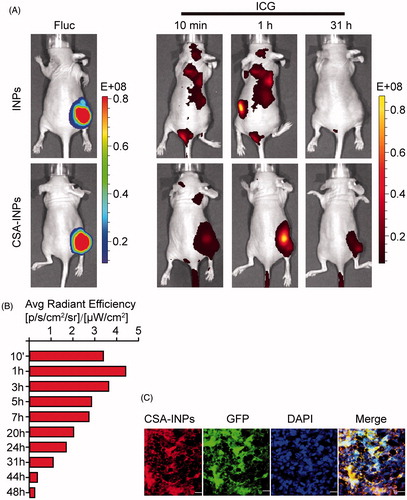 Figure 4. Imaging of CSA-BP-modified INPs in vivo. (A) Nude mice bearing Fluc-GFP-JEG3 tumors (left row) were intravenously injected with the CSA-INPs or INPs (1 mg/kg ICG equivalent). Mice were sequentially imaged from 10 min to 48 h using an IVIS spectrum imaging system. (B) Quantification of the IVIS signal from the Fluc-GFP-JEG3 tumors at different time intervals from 10 min to 48 h after the CSA-INPs injection. (C) Immunofluorescence staining of Fluc-GFP-JEG3 tumor tissues 48 h after the CSA-INPs intravenous injection. The sections were imaged using confocal microscopy. Scale bar: 20 μm.