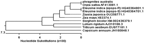 Figure 5. The phylogenic relationship of Phragmites australis with other species. A phylogenic tree (unrooted) based on the genetic distance of amino acid sequences was constructed by the Clustal method with using the DNAstar software.