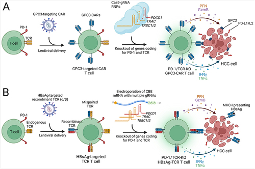 Figure 2 CRISPR-based enhancements for CAR T and TCR T cell therapies in HCC. Created with Biorender.com. (A) Autologous T cells are transduced with a lentivirus carrying a GPC3-targeting CAR expression cassette, followed by electroporation of Cas9-gRNA RNPs to knockout genes encoding the PD-1 and TCR α and β chains. These modifications prevent T cell exhaustion and enhance specificity. The engineered CAR T cells effectively bind GPC3 on HCC cells via GPC3-targeted CARs, triggering a release of cytotoxic proteins (perforin, granzyme B) and pro-inflammatory cytokines (IFN-γ, TNF-α), which collectively contribute to the targeted destruction of tumor cells. (B) Development of Hepatitis B surface antigen (HBsAg)-targeted TCR T cells involves lentiviral delivery of recombinant TCR α and β chains to T cells. The presence of endogenous TCR chains can lead to the formation of mispaired TCRs with unpredictable antigen specificity, posing a potential safety risk. For enhancing safety and efficacy, the cytosine base editor (CBE) is introduced as mRNA to perform knockout of endogenous TCR genes and PD-1. The specific interaction between the HBsAg-targeted TCR and HBsAg presented by MHC-I on HCC cells activates the TCR T cells, promoting robust antitumor activity.