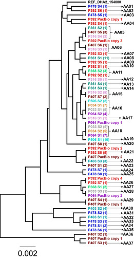 Figure 1 Phylogenetic tree of all the alleles of gFlHb found in the sub-assemblage AII isolates and gFlHb copies found in the PacBio sequencing data. A is abbreviated for allele, and the number of clones representing each allele is listed in the parenthesis.