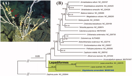 Figure 1. (A) Photograph of the sampling site in the North Fiji Basin where the epibiotic barnacle Glyptelasma annandalei was collected from the branches of a bamboo coral (Family Isididae). Arrows indicate G. annandalei individuals. (B) Phylogenetic tree of G. annandalei and other thoracican barnacles based on 13 mitochondrial protein-coding genes. The model GTR + I + G was selected as the best evolutionary model using jModelTest 2.1.4. The green-shaded box contains two families of the order Lepadiformes. Numbers at internodes are the maximum likelihood bootstrap proportions (left) and Bayesian posterior probabilities (right). An asterisk indicates a bootstrap value of less than 60%.