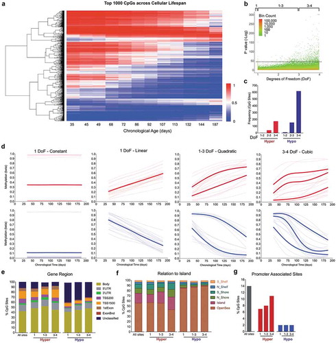 Figure 4. Lifespan trajectories of single CpGs reveal rapid linear and non-linear age-related changes in DNA methylation.(a) Heatmap of the top 1,000 age-related CpGs with the lowest P values from the generalized additive models (GAM) analysis across the lifespan (see methods for details). Hierarchical clustering using complete linkage and Euclidean distance [sqrt(sum((xi – yi)^2)))]. (b) P values for all EPIC CpG sites arranged by degree of freedom (DoF). Coloring scheme indicates datapoint density (log scale). (c) Proportion of the top 1,000 age-related CpGs that decrease (Hypo) or increase (Hyper) in DNAm levels with age, organized by DoF. (d) Example of lifespan trajectories (fitted models) using the top 20 most significant CpG sites undergoing hypermethylation (top) and hypomethylation (bottom), for DoF 1–4. Bolded lines represent the average of all sites with similar trajectories. (e) Distribution of the top 1,000 sites by gene regions (f), relative to CpG islands, and (g) promoter region by DoF categories. The label ‘All sites’ corresponds to all sites included in the EPIC array and is used as reference to evaluate the enrichment in specific genomic locations.