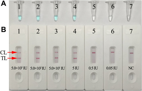 Figure 4 Sensitivity analysis of the HBV-MCDA-LFB assay with serially diluted genomic DNA templates of HBV. Two MCDA product analysis methods, colorimetric indicator (MG) (A), and lateral flow biosensor (B) were applied for identifying HBV-MCDA amplification products. Tubes A1–A7 (Biosensors B1–B7) represent the genomic DNA level of 5.0×103 IU, 5.0×102 IU, 50 IU, 5 IU, 0.5 IU, 0.05IU per reaction and blank control (DW), respectively. The LoD of the HBV-MCDA-LFB assay for S gene detection was 5 IU of genomic DNA template per reaction.