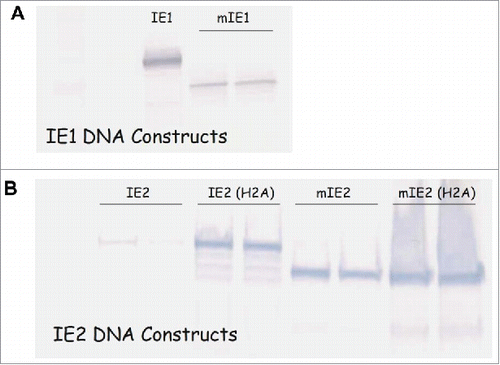 Figure 1. Modification altered expression levels of IE1 and IE2. Western blot analysis of HEK293 cells transfected with DNA plasmids expressing wild-type IE1 or modified IE1 (A); wild-type IE2, IE2 with two alanine substitutions (IE2(H2A)), modified IE2 (mIE2), or modified IE2 with alanine substitutions (mIE2(H2A)) (B).