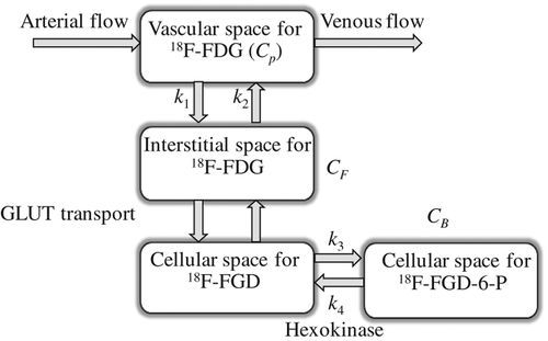 Figure 1. The three-compartment model used for extracting pharmacokinetic information from dynamic 18F-FDG PET. CP is the concentration of 18F-FDG in plasma, and the tissue concentration CT is composed of non-metabolized, or free, 18F-FDG CF, and metabolized, or bound, 18F-FDG, CB. CT is further separated into not metabolised or free 18F-FDG, CF, and metabolised or bound 18F-FDG, CB. The kinetic parameters k1 (min−1) and k2 (min−1) describe the forward and backward 18F-FDG diffusion, respectively. The k3 (min−1) and k4 (min−1) parameters signify the rates of 18F-FDG phosphorylation and dephosphorylation, respectively, i.e., reflecting protein binding or glucose metabolism.