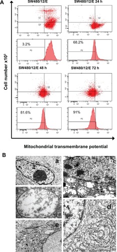 Figure 7 Mitochondrial damage caused by E protein in SW480 cells. (A) SW480 parental cells and SW480/12/E before and 24, 48, and 72 hours after Dox induction were stained with DiOC6, and analyzed by flow cytometry to determine the mitochondrial membrane potential (ΔΨm) disruption caused by E gene expression. Data shown are representative results from four independent experiments. (B) Ultrastructural analysis showed that the morphology of SW480/12/E cells not induced by Dox was similar to that of SW480 parental cells, with a typical presence of a large nucleus and light cytoplasmic complexion containing well-preserved organelles including mitochondria (a, 2000×). In contrast, E gene expression in SW480/12/E after Dox exposure generated a large number of altered mitochondria with disrupted cristae (b, 6000×). These cells eventually presented noticeably dilated mitochondria (c, 12,000×). Furthermore, mitochondrial changes in some cells were accompanied by the presence of dilated smooth endoplasmic reticulum (d, 9000×), and the presence of clusters of intermediate filaments (e, 4000×).