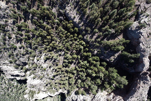 Figure 4. Nadir aerial photograph showing trees along a steep slope (∼55° average). The top-right of the image has a finer scale (higher spatial resolution) than the bottom-left of the image due to the rapidly changing elevation. The changes in elevation are reflected in the relative sizes of the trees.