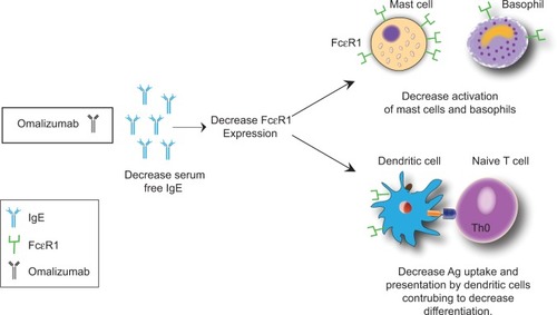 Figure 2 Omalizumab causes a decrease in serum free IgE.