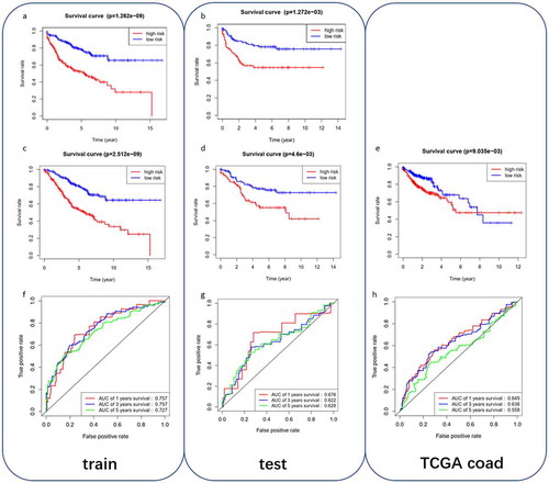 Figure 3. Analysis of the prognostic performance of the 9-gene model in the training dataset, testing dataset and TCGA-COAD independent dataset