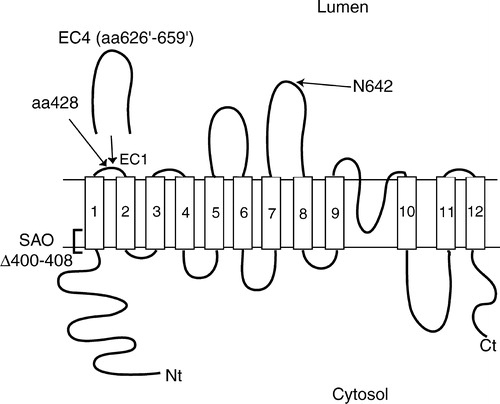 Figure 1. Folding model of human AE1 and expansion of extracellular loop 1 by insertion. Human AE1 is predicted to span the lipid bilayer 12–14 times, with both N- and C-termini cytosolic, and contains an endogenous N-glycosylation site at Asn642. The insertion constructs used in this study were created by duplicating the EC4 segment from residue 626 to 659 and inserting it after residue 428 in EC1. The duplicated residues are denoted by “ ‘ ”. The SAO mutation involves deletion of residues 400 to 408 in TM1 as indicated in the diagram.