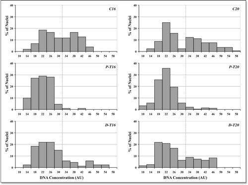 Figure 2 DNA content (expressed as histograms of percentage of cells) of cell nuclei from the meristems of cotyledonary buds of Bidens seedlings subjected to an asymmetrical, pricking stimulus. The date when seedling germination began was termed day 0. On day 15, the seedlings were pricked four times at the base of one of their two cotyledons. The seedlings were not decapitated (i.e., the cotyledonary buds remained quiescent). Symbols “P” and “D” represent the proximal and distal buds and symbols “T” and “C” the seedlings subjected to the pricking treatment and the non-pricked controls. The DNA measurements were made on day 16 (left row of histograms) and day 20 (right row of histograms) in the buds of nonpricked controls (C16 and C20) and in the proximal (P-T16 and P-T20) and the distal (D-T16 and D-T20) buds of pricked seedlings. The DNA contents were expressed in arbitrary units (AU). In a few cells undergoing cell division, the DNA content was approximately 45 AU in metaphase cell nuclei and 22 AU at each pole of cell nuclei in telophase. In each histogram, the cells on the left and on the right of the vertical, dashed lines at 32 AU may thus be considered to be in (or close to) the G1 and G2 phases of the cell cycle, respectively. In the nonpricked controls (C16 and C20) there were an appreciable percentage of cells with DNA content above 32 AU. In the pricked seedlings, one day after treatment, in the proximal bud (P-T16) almost 100% of the cells exhibited DNA contents less than 32 AU, while, in the distal bud (D-T16) the decrease in the proportion of cells with a high nuclear content was less pronounced. All these features were more-or-less maintained over the next four days, with P-T20 not being very different from P-T16 nor D-T20 from D-T16. This means that (1) the signal sent from the pricked cotyledon caused virtually all the cells in (or close to) G2 to divide in the proximal bud, (2) the effect was much less in the distal bud (storage of a symmetry-breaking information?) and (3) the cell cycle then virtually ceased to evolve during at least the four subsequent days. (Figure modified from Desbiez et al.Citation20).