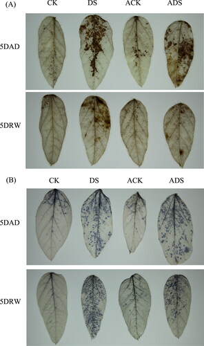 Figure 3. DAB and NBT staining to assess H2O2 (A) and O2·¯ (B) (B) production in soybean leaves in the different treatments.