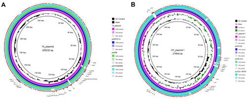 Figure 1 Circular representation of the studied plasmids. GC content and GC Skew were represented on the distance scale (in kbp) on the inner map. Each plasmid was compared to its most closely-related plasmid. The red arc around the map indicated ORFs. Certain important genes were also indicated on the ring. The hp is short for hypothetical protein. (A) 75_Plasmid alignment map; (B) 107_Plasmid-1 alignment map.